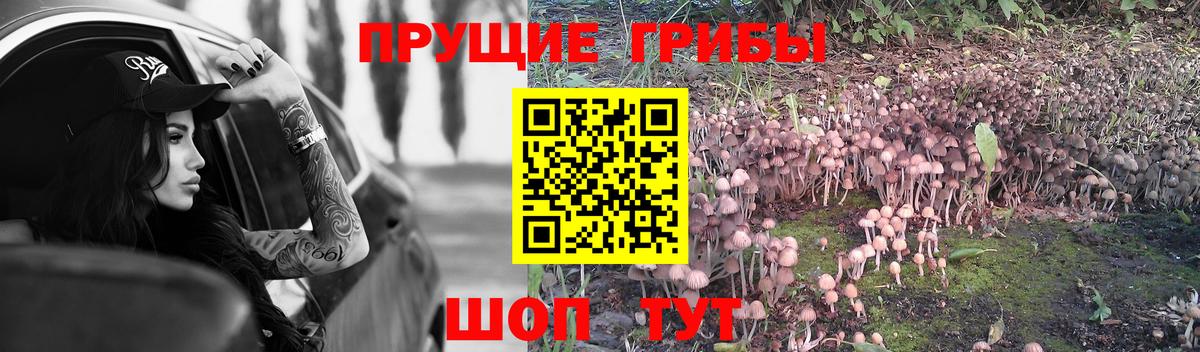 Галлюциногенные грибы Cubensis Элиста