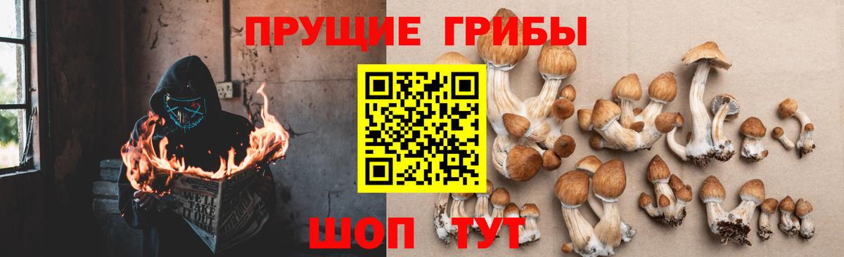 Элиста  Галлюциногенные грибы прущие грибы  дарнет шоп  Вход с VPN  Галлюциногенные грибы Magic Shrooms 